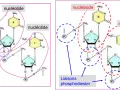 Schéma de nucléotides et nucléosides. Les liaisons ester relient les composants, formant la structure de l'ADN.