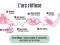 Schéma illustrant l'arc réflexe : stimulus (chaleur), récepteur, nerf sensitif, moelle épinière, nerf moteur, muscle. Utile pour la correction brevet SVT.