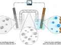 Schéma d'une pile électrochimique : une lame de zinc et une lame de cuivre dans des solutions de leurs sulfates respectifs, reliées par un voltmètre.