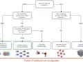 Diagramme de classification des forces intermoléculaires, incluant les interactions dipôle-dipôle pour une molécule polaire.