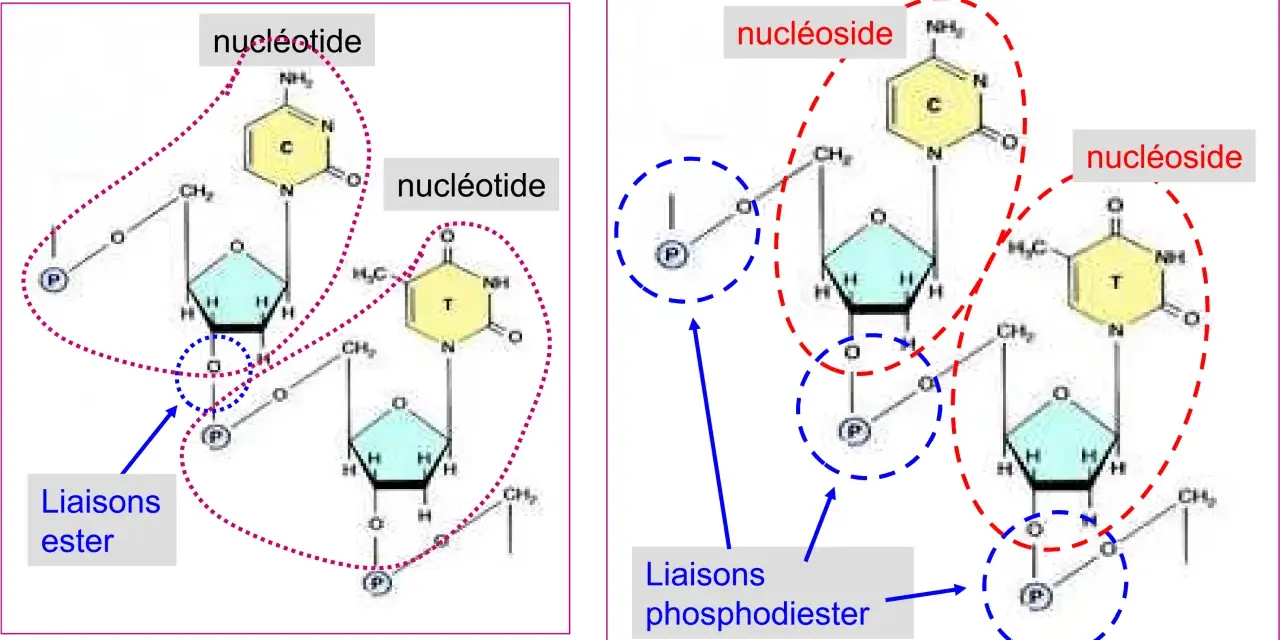 Schéma de nucléotides et nucléosides. Les liaisons ester relient les composants, formant la structure de l'ADN.