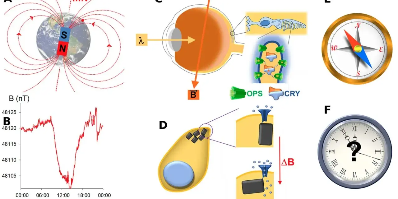 Schéma illustrant le champ magnétique terrestre, son enregistrement, et son interaction potentielle avec des cellules oculaires et des particules magnétiques.
