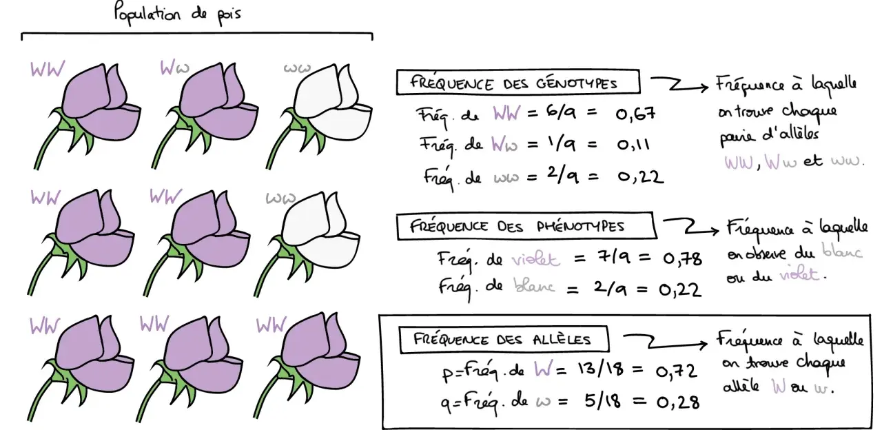 Population de pois illustrant la formule fréquence des génotypes, phénotypes et allèles.
