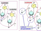 Schéma de nucléotides et nucléosides. Les liaisons ester relient les composants, formant la structure de l'ADN.