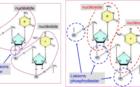 Schéma de nucléotides et nucléosides. Les liaisons ester relient les composants, formant la structure de l'ADN.