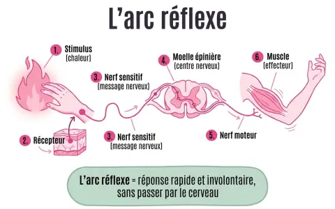 Schéma illustrant l'arc réflexe : stimulus (chaleur), récepteur, nerf sensitif, moelle épinière, nerf moteur, muscle. Utile pour la correction brevet SVT.