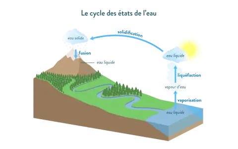 Le cycle de l'eau montre la transformation de l'eau entre ses états solide, liquide et gazeux. La fusion et la solidification illustrent le changement d'état de l'eau.
