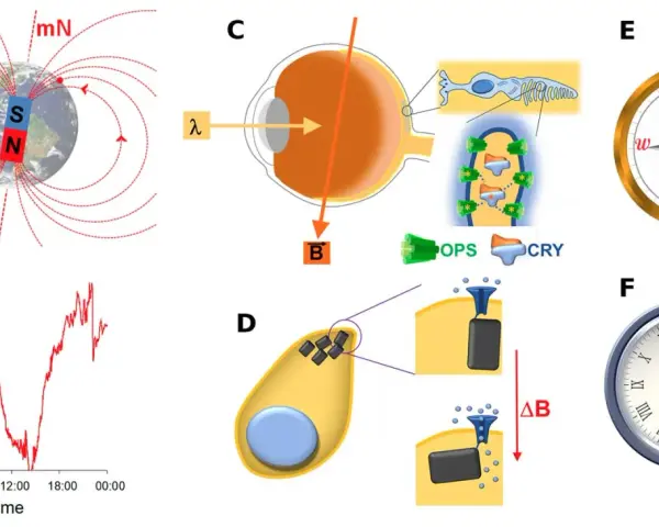 Schéma illustrant le champ magnétique terrestre, son enregistrement, et son interaction potentielle avec des cellules oculaires et des particules magnétiques.