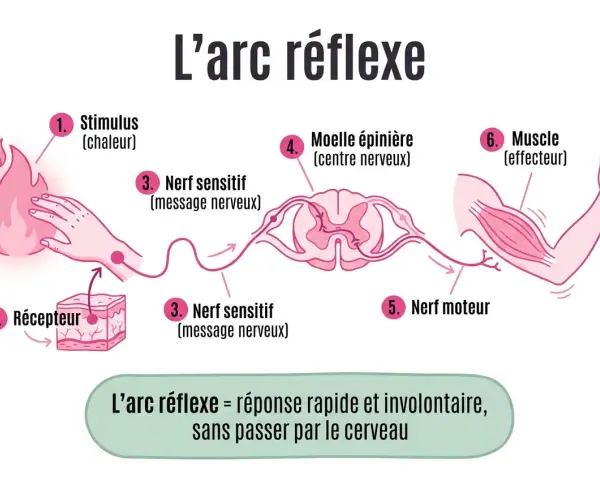 Schéma illustrant l'arc réflexe : stimulus (chaleur), récepteur, nerf sensitif, moelle épinière, nerf moteur, muscle. Utile pour la correction brevet SVT.