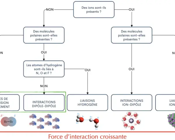 Diagramme de classification des forces intermoléculaires, incluant les interactions dipôle-dipôle pour une molécule polaire.