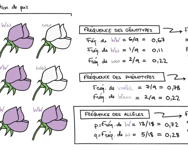 Population de pois illustrant la formule fréquence des génotypes, phénotypes et allèles.
