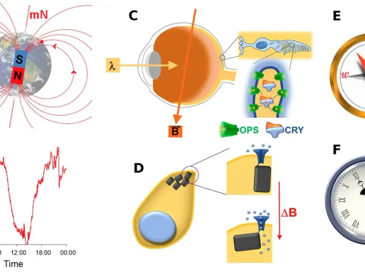 Schéma illustrant le champ magnétique terrestre, son enregistrement, et son interaction potentielle avec des cellules oculaires et des particules magnétiques.