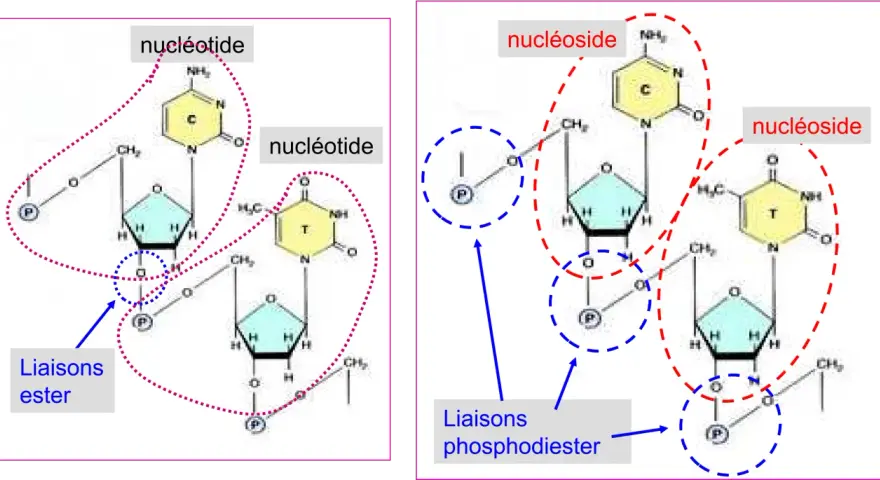 Schéma de nucléotides et nucléosides. Les liaisons ester relient les composants, formant la structure de l'ADN.