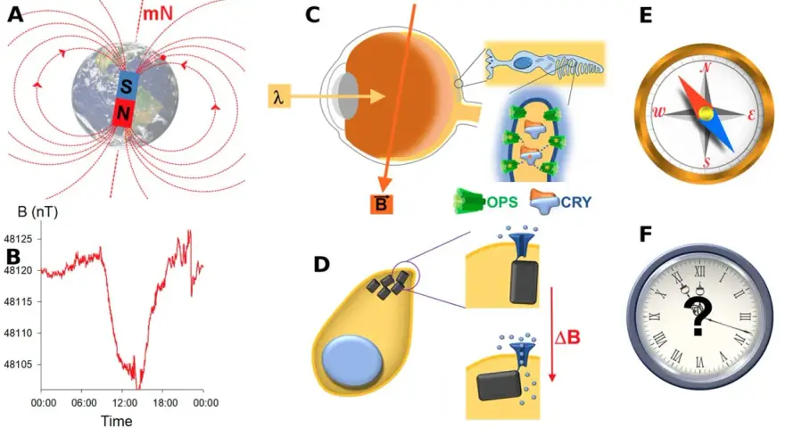 Schéma illustrant le champ magnétique terrestre, son enregistrement, et son interaction potentielle avec des cellules oculaires et des particules magnétiques.