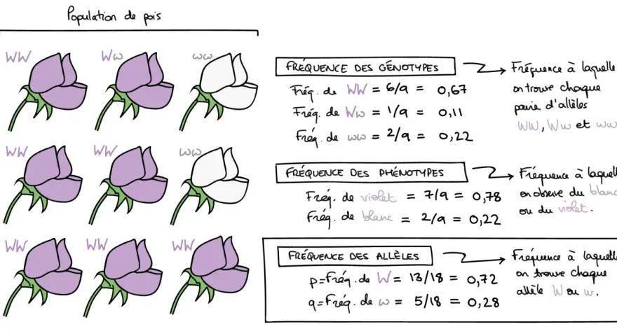 Population de pois illustrant la formule fréquence des génotypes, phénotypes et allèles.