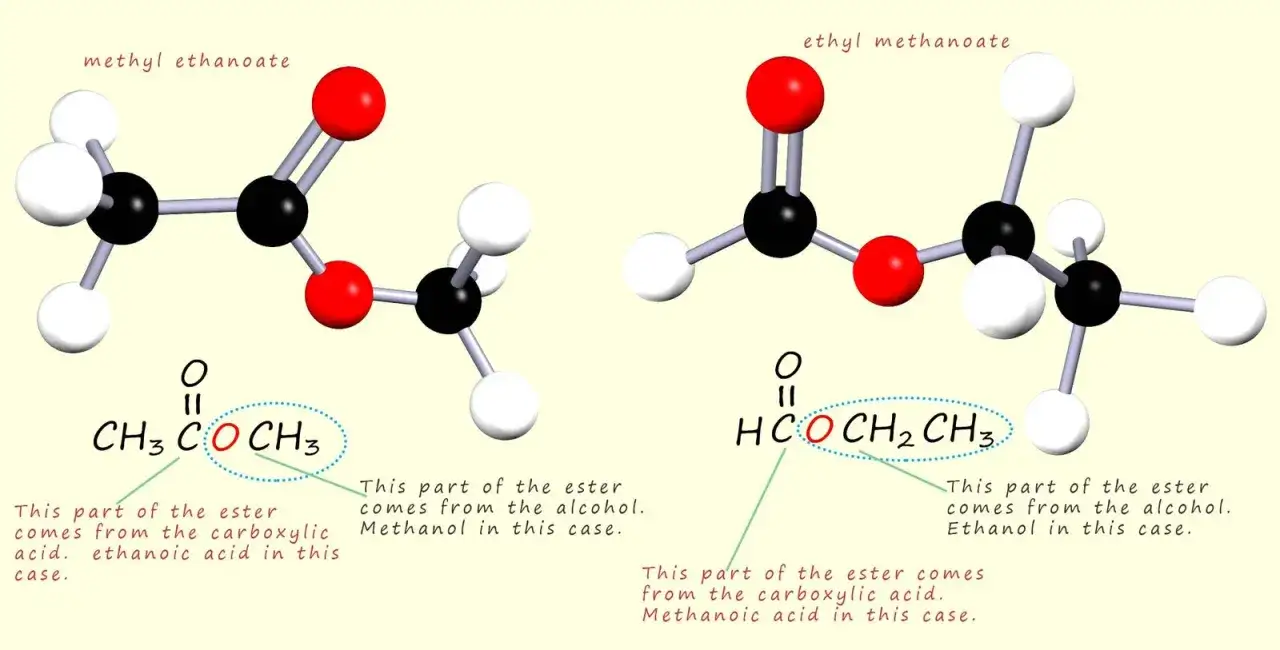 Représentations moléculaires du méthanoate de méthyle et d'éthyle, illustrant la liaison ester et ses origines.