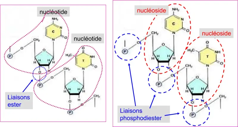 Schéma de nucléotides et nucléosides. Les liaisons ester relient les composants, formant la structure de l'ADN.