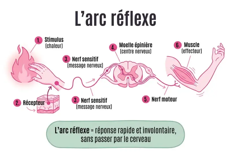 Schéma illustrant l'arc réflexe : stimulus (chaleur), récepteur, nerf sensitif, moelle épinière, nerf moteur, muscle. Utile pour la correction brevet SVT.